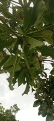Cussonia arborea