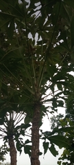 Cussonia arborea