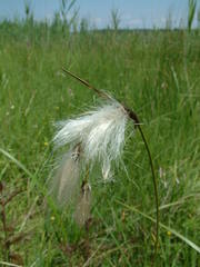 Eriophorum latifolium