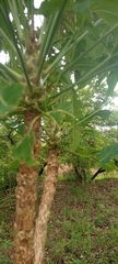 Cussonia arborea