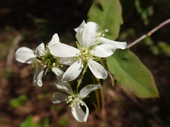Amelanchier bartramiana