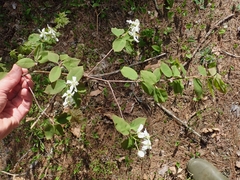 Amelanchier bartramiana