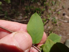 Amelanchier bartramiana