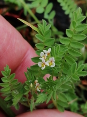 Ornithopus perpusillus