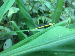 Ceriagrion fallax