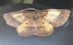 Metarranthis obfirmaria