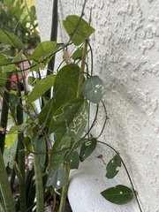 Image of Passiflora suberosa