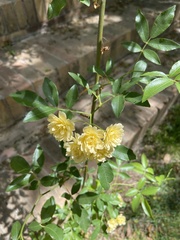 Rosa banksiae