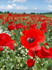 Papaver rhoeas