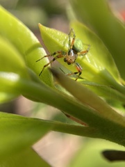 Araniella opisthographa