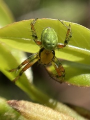 Araniella opisthographa