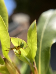 Araniella opisthographa