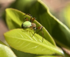 Araniella opisthographa