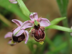 Ophrys scolopax