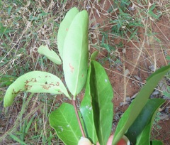 Salacia kraussii