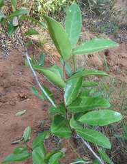 Salacia kraussii