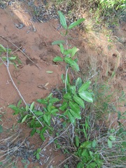 Salacia kraussii