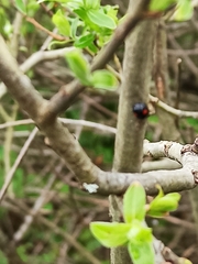 Chilocorus renipustulatus