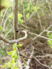 Chilocorus renipustulatus