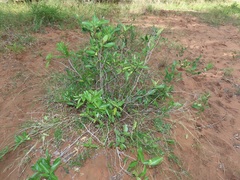 Salacia kraussii
