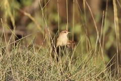 Poodytes carteri