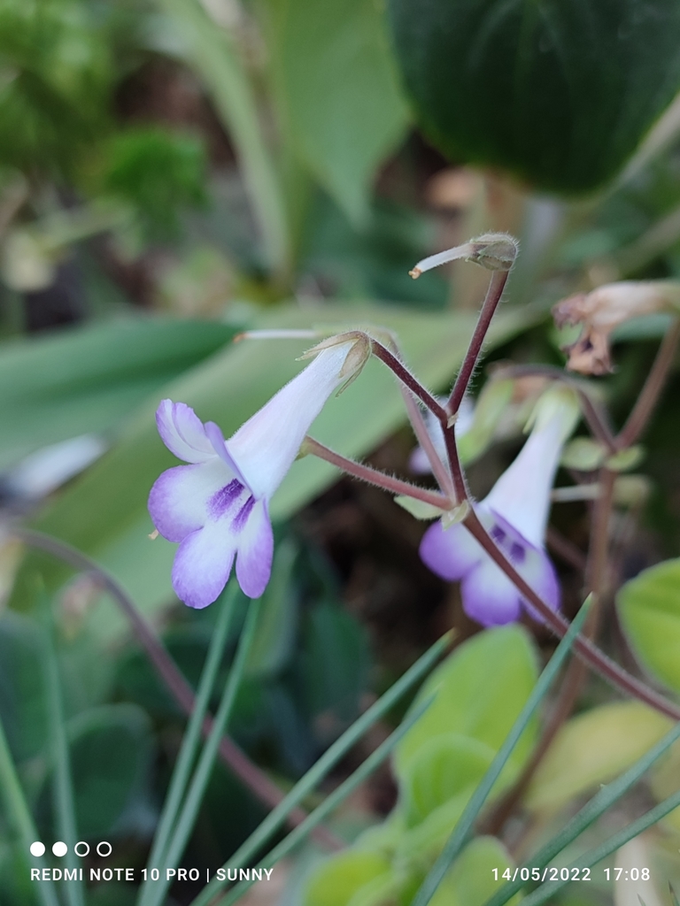 Metapetrocosmea eberhardtii (Metapetrocosmea eberhardtii)
