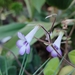 Metapetrocosmea eberhardtii - Photo (c) SunGW, alguns direitos reservados (CC BY-NC), uploaded by SunGW