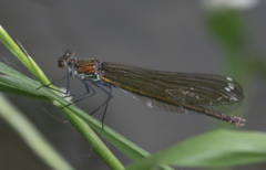 Calopteryx splendens
