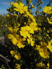 Hibbertia hypericoides hypericoides