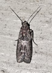 Sciota melanostyla