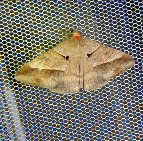 Mocis conveniens Walker, 1858