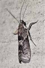 Sciota melanostyla