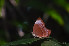 Abisara saturata kausambioides