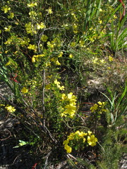 Hibbertia striata