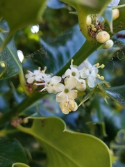 Ilex aquifolium