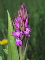 Dactylorhiza elata