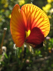 Isotropis cuneifolia