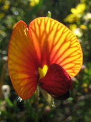 Isotropis cuneifolia