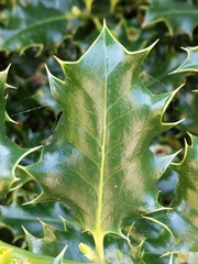 Ilex aquifolium