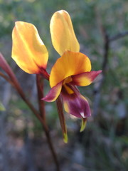 Diuris tinkeri