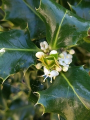 Ilex aquifolium