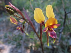 Diuris tinkeri