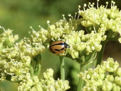 Coccinella miranda