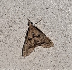 Diplopseustis