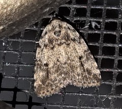 Tolpia conscitulana