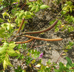 Senna occidentalis image