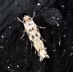 Erechthias zebrina