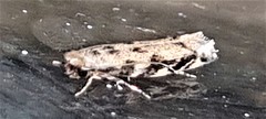 Erechthias zebrina