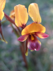 Diuris tinkeri