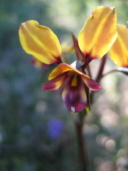 Diuris tinkeri